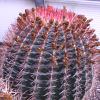 Vai alla scheda di Ferocactus pilosus