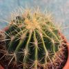 Vai alla scheda di Ferocactus pilosus v. albispinus