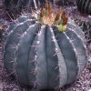 Vai alla scheda di Ferocactus pottsii