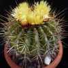 Vai alla scheda di Ferocactus pottsii v. alamosanus