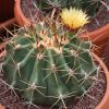 Vai alla scheda di Ferocactus pottsii v. alamosensis