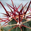 Vai alla scheda di Ferocactus rectispinus