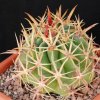 Vai alla scheda di Ferocactus recurvus