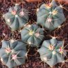 Vai alla scheda di Ferocactus recurvus ssp. greenwoodii