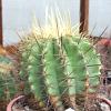 Vai alla scheda di Ferocactus reppenhagenii