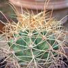 Vai alla scheda di Ferocactus rostii