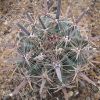 Vai alla scheda di Ferocactus santa-maria