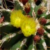 Vai alla scheda di Ferocactus schwarzii