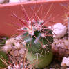 Vai alla scheda di Ferocactus cylindraceus ssp. lecontei