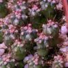 Vai alla scheda di Ferocactus peninsulae ssp. santa-maria