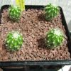 Vai alla scheda di Ferocactus reppenhagenii