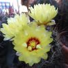 Vai alla scheda di Ferocactus setispinus