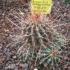 Vai alla scheda di Ferocactus sinuatus v. papyracanthus