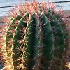 Vai alla scheda di Ferocactus stainesii