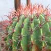 Vai alla scheda di Ferocactus stainesii v. pilosus