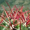 Vai alla scheda di Ferocactus stainesii v. pringlei