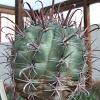 Vai alla scheda di Ferocactus townsendianus