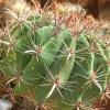 Vai alla scheda di Ferocactus townsendianus v. santa-maria