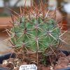 Vai alla scheda di Ferocactus viridescens