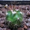 Vai alla scheda di Ferocactus viridescens ssp. littoralis