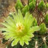 Vai alla scheda di Ferocactus viridescens v. littoralis