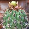 Vai alla scheda di Ferocactus viridescens v. orcuttii