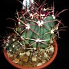 Vai alla scheda di Ferocactus viscainensis