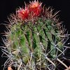 Vai alla scheda di Ferocactus wislizeni