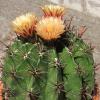 Vai alla scheda di Ferocactus wislizeni ssp. herrerae