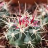 Vai alla scheda di Ferocactus wislizeni ssp. tiburonensis