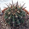 Vai alla scheda di Ferocactus wislizeni v. herrerae