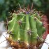 Vai alla scheda di Ferocactus wislizeni v. tiburonensis