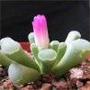 Vai alla scheda di Frithia pulchra