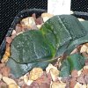 Vai alla scheda di Gasteria armstrongii