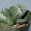 Vai alla scheda di Gasteria armstrongii x batesiana