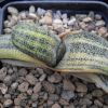 Vai alla scheda di Gasteria batesiana f. variegata