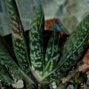 Vai alla scheda di Gasteria bicolor