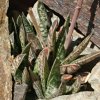 Vai alla scheda di Gasteria bicolor v. liliputana