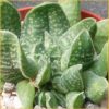 Vai alla scheda di Gasteria cv. roystoni's fan