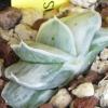 Vai alla scheda di Gasteria cv. satsusatsu-no-matsu