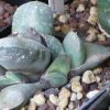 Vai alla scheda di Gasteria glomerata