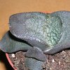 Vai alla scheda di Gasteria nitida v. armstrongii