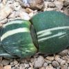 Vai alla scheda di Gasteria pillansii f. variegata