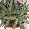 Vai alla scheda di Gasteria verrucosa