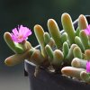 Vai alla scheda di Gibbaeum geminum