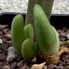 Vai alla scheda di Gibbaeum gibbosum