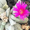 Vai alla scheda di Gibbaeum petrense