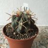 Vai alla scheda di Glandulicactus crassihamatus