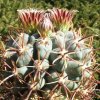 Vai alla scheda di Glandulicactus mathsonii