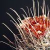 Vai alla scheda di Glandulicactus uncinatus